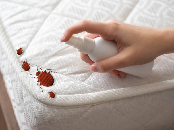 Best Best Pest Control Companies  in Morningside, MD