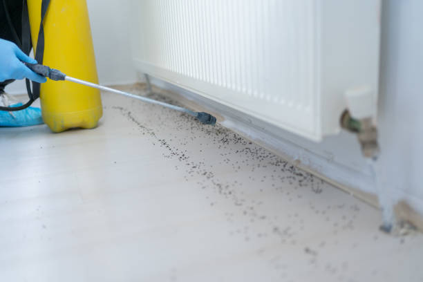 Best Best Pest Control Companies  in Morningside, MD